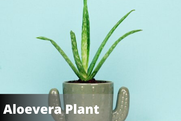 Aloevera Plant | Vastu For Office