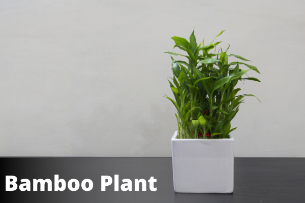 bamboo plant | vastu for office