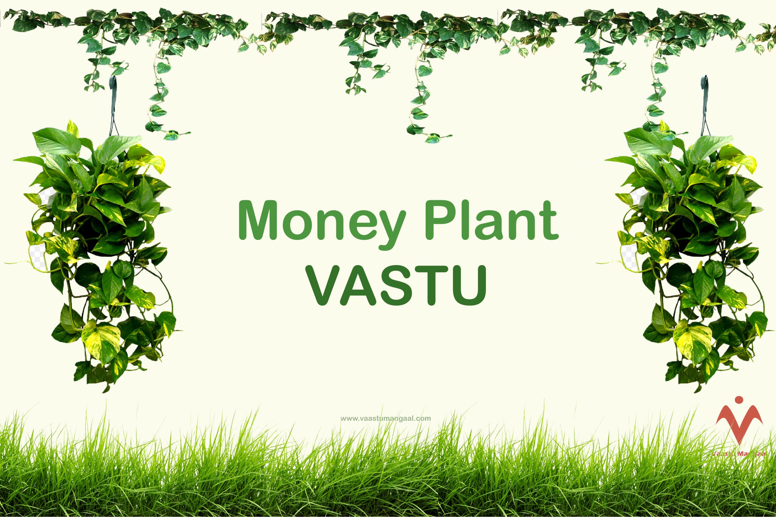 Money Plant Vastu Importance Of Money Plant Vaastu Mangaal